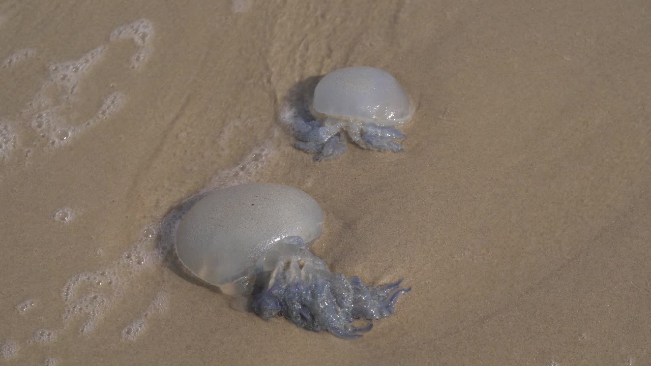 特写的大型死亡水母在沙滩上的海浪泡沫，生态灾难，全球变暖。自然视频4 k。视频素材