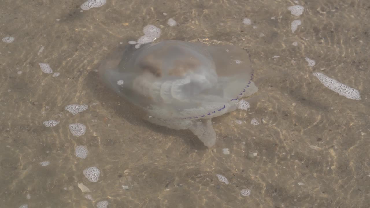 特写的大型死亡水母在沙滩上的海浪泡沫，生态灾难，全球变暖。自然视频4 k。视频素材