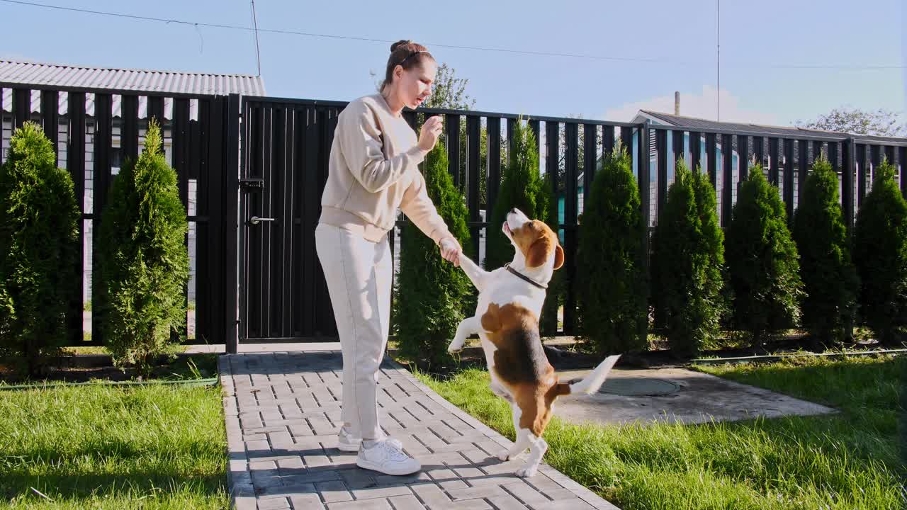 小猎犬的女主人正在训练她的小猎犬，并给她的宠物吃东西。小猎犬用后腿站立并吠叫。狗的训练。概念服从,友谊。男人最好的朋友视频素材