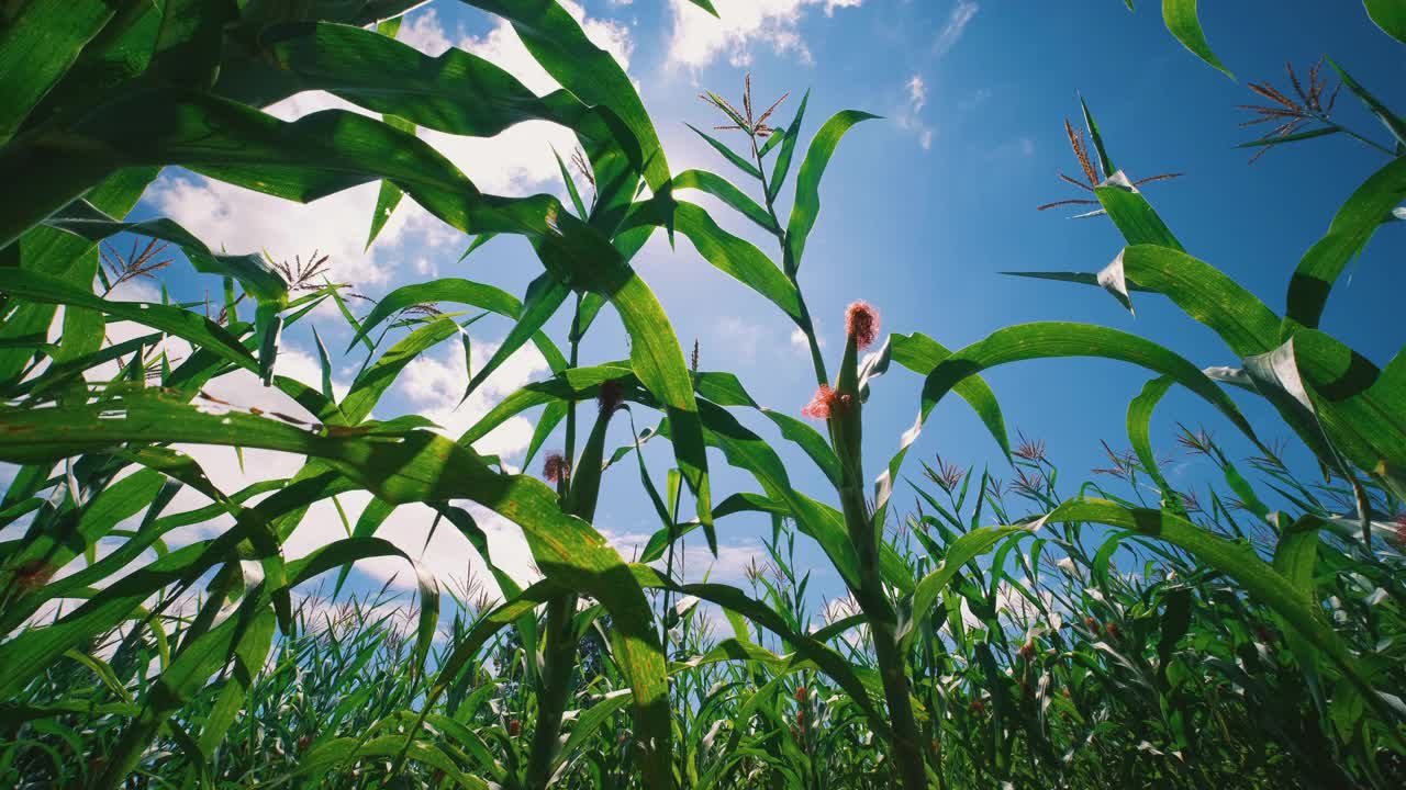 绿色的玉米田在阳光照耀下的农业种植园视频素材