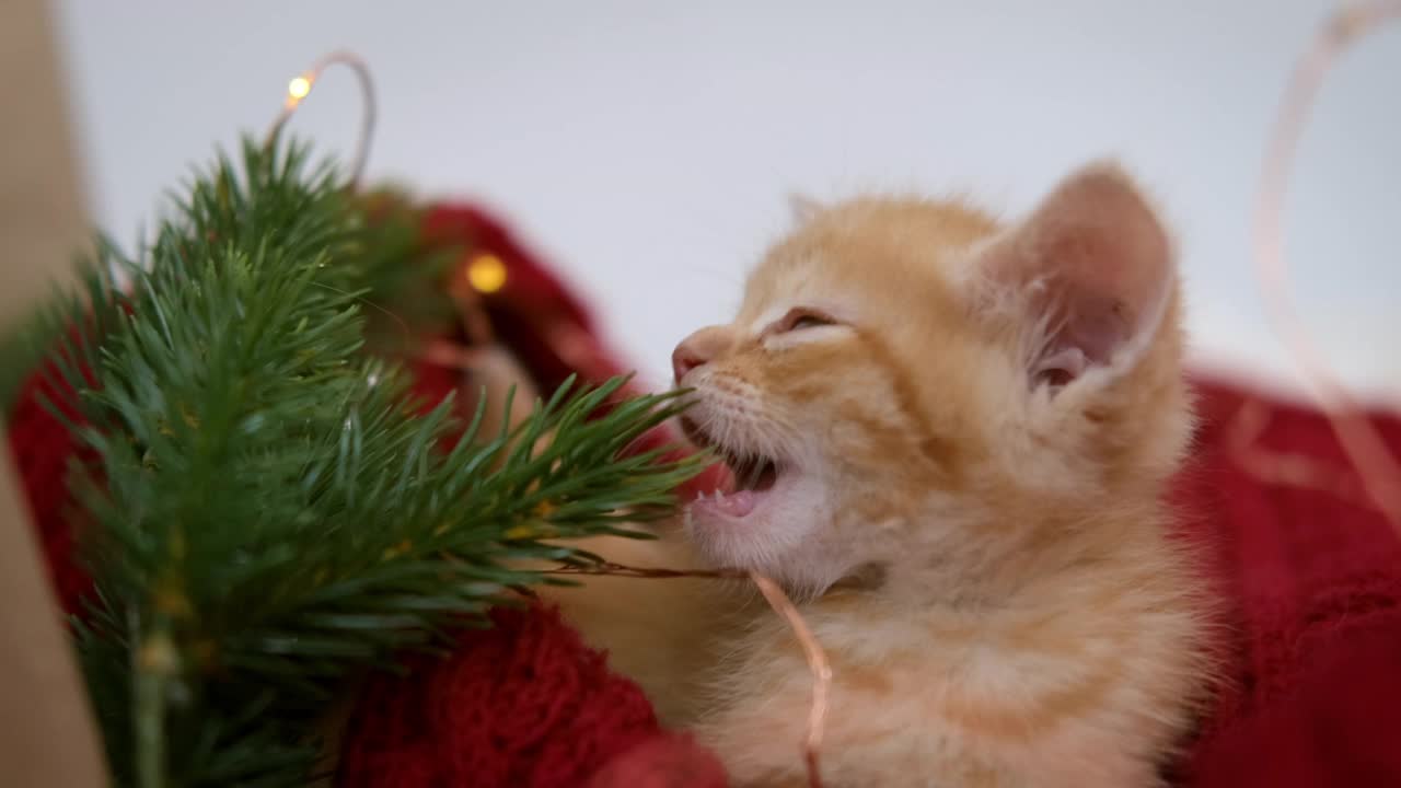 小圣诞猫好奇的条纹橙姜猫试着吃冷杉树玩圣诞彩灯。有趣的情况视频素材