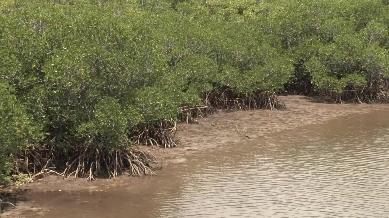 红树林,Iriomote。日本冲绳视频素材