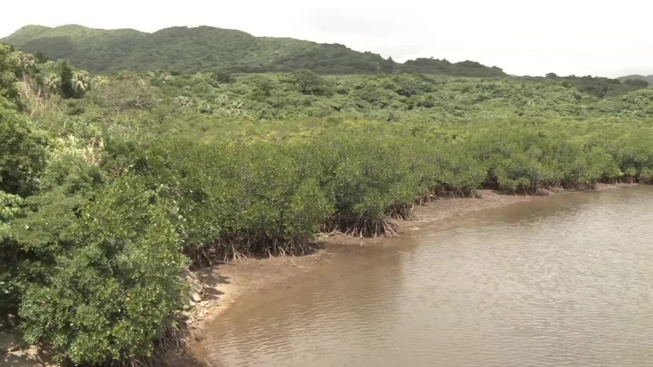 红树林,Iriomote。日本冲绳视频素材