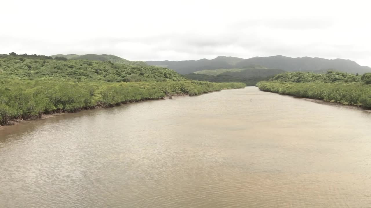 红树林,Iriomote。日本冲绳视频素材