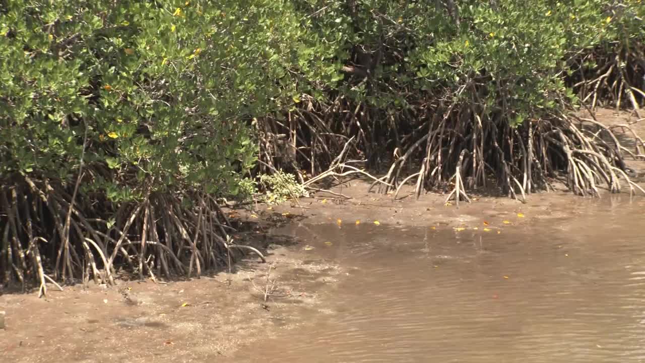 红树林,Iriomote。日本冲绳视频素材