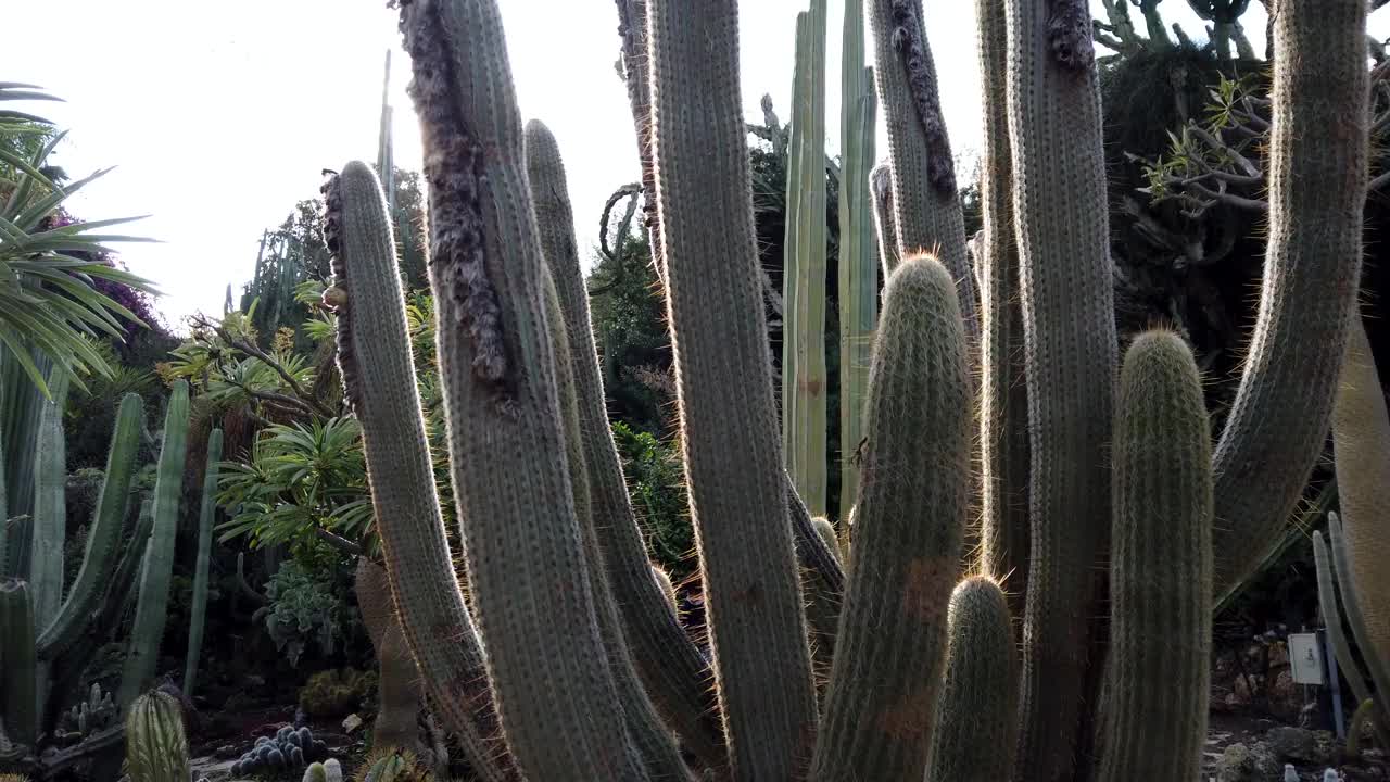 绿色仙人掌和太阳耀斑。仙人掌植物中的仙人掌。视频素材