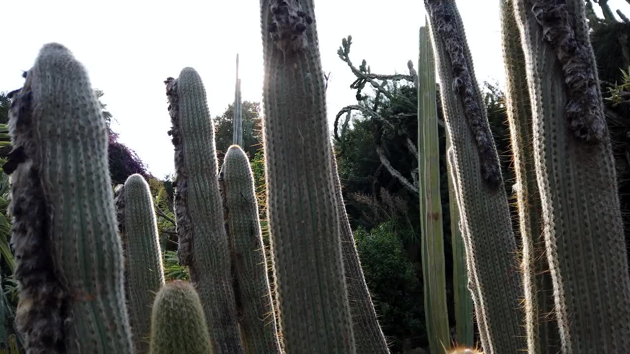 绿色仙人掌和太阳耀斑。仙人掌植物中的仙人掌。视频素材