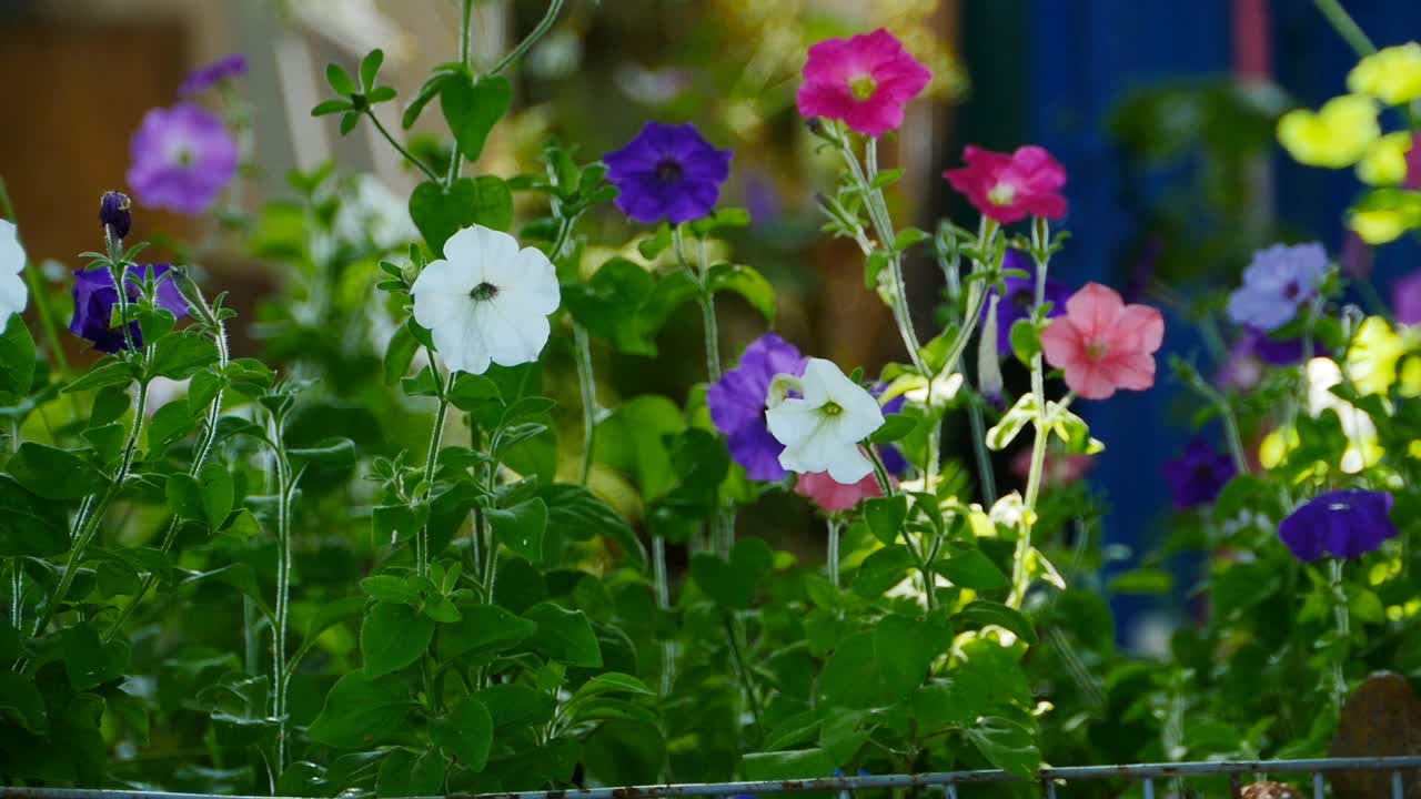 矮牵牛花在花园里五颜六色的花视频素材