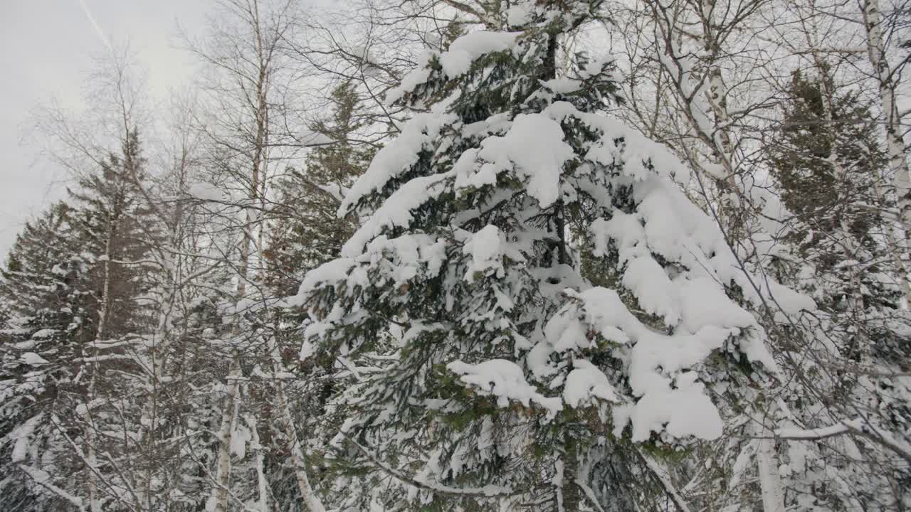 美丽的云杉树被白雪覆盖在松林里，冬天没有人视频素材