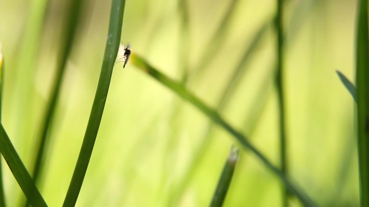 一只蚊子在草地上视频素材