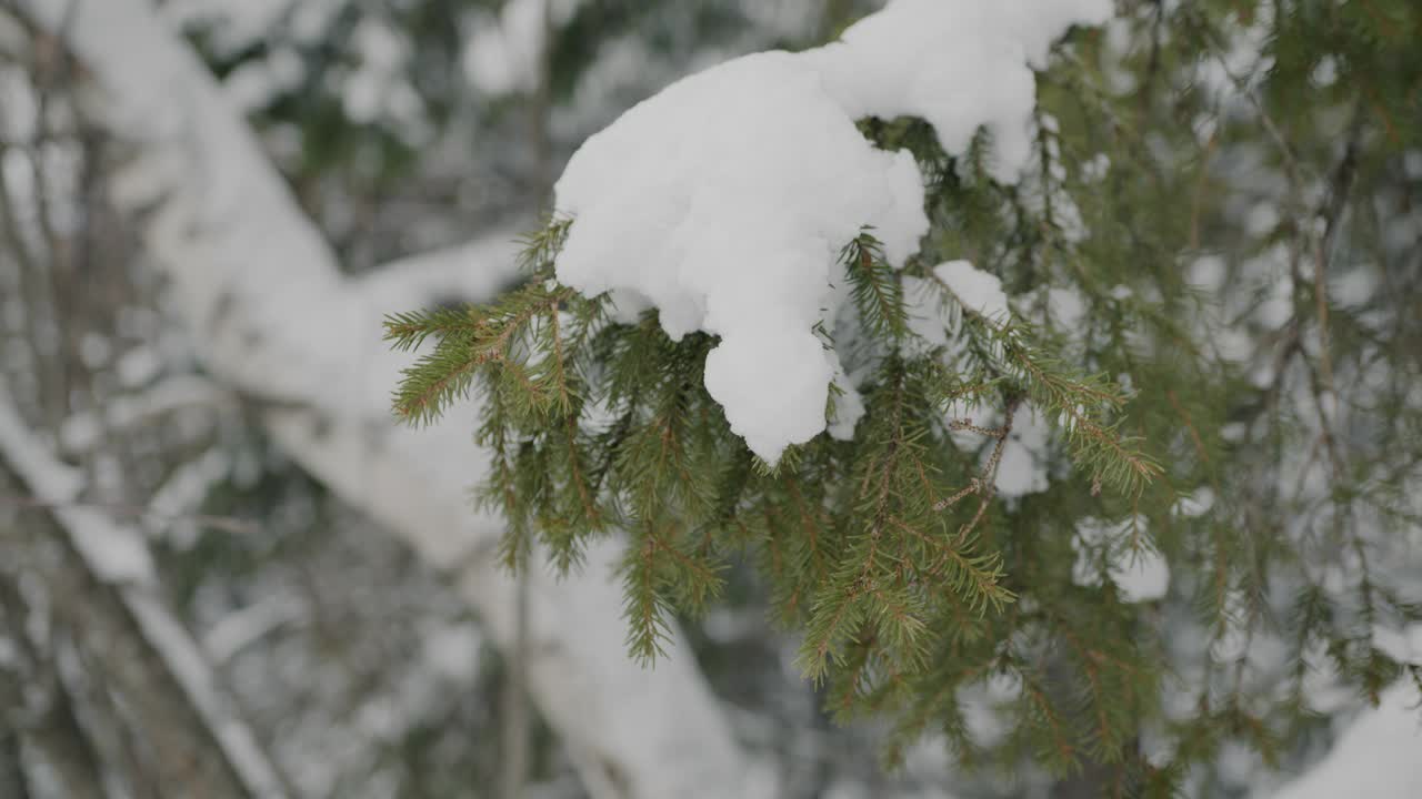 在没有人的美丽的冬季森林中，绿色的松树与白色的雪的特写视频素材