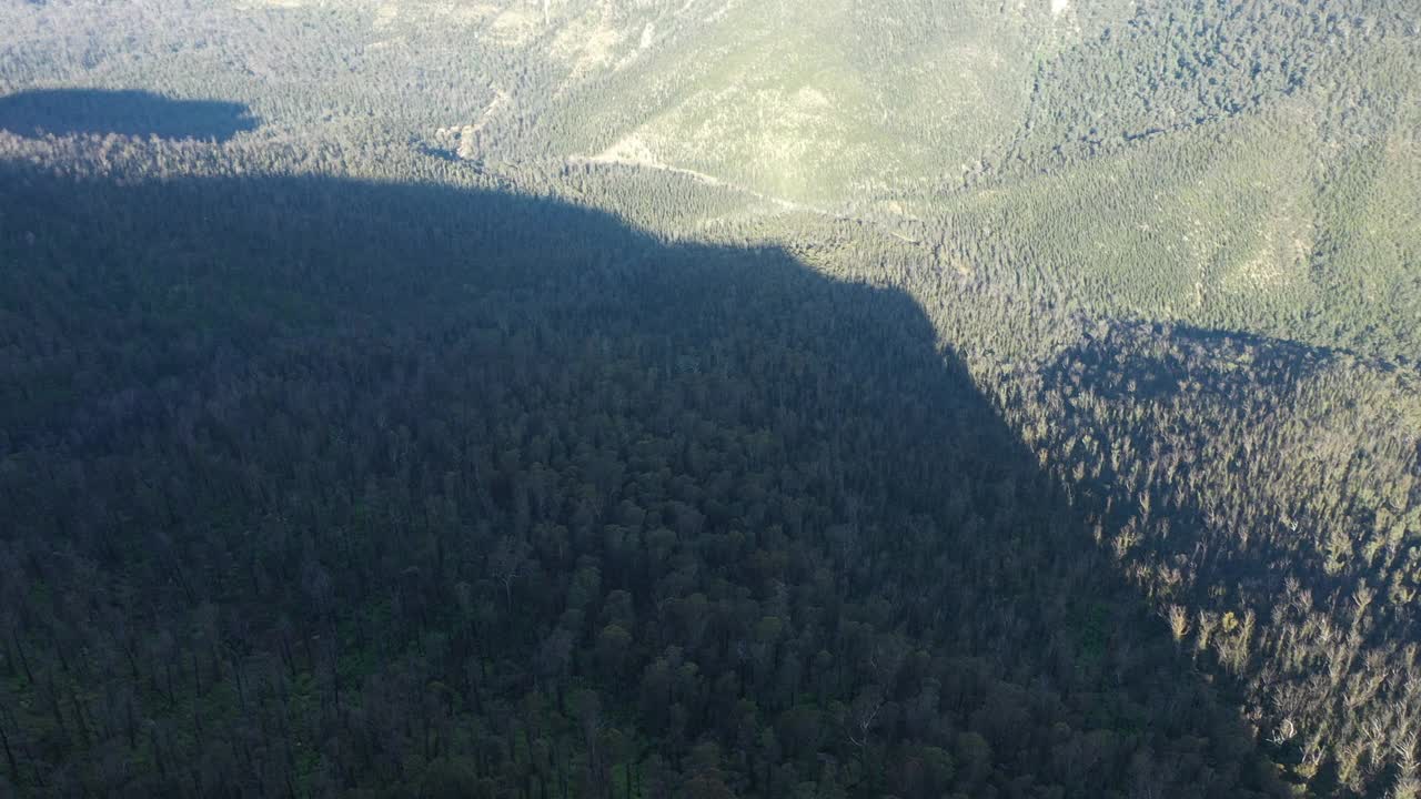 蓝山山谷森林树木空中，澳大利亚视频素材