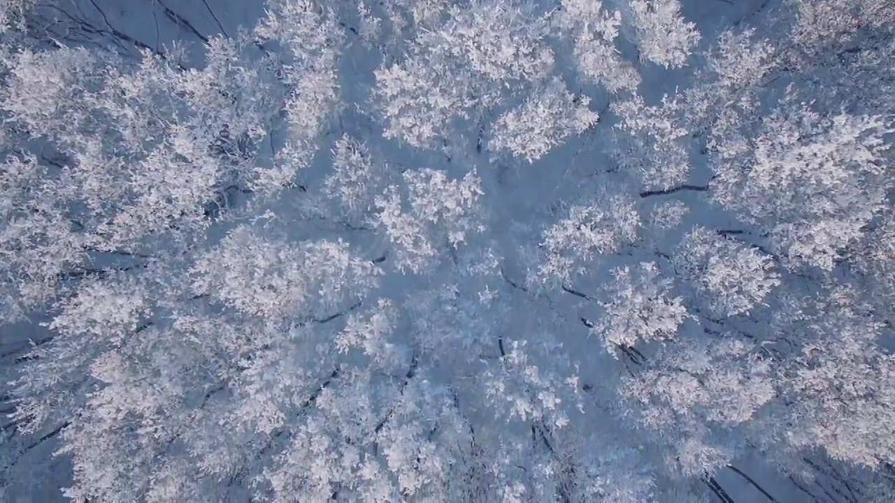 鸟瞰冰雪覆盖的树木冬季景观。视频素材