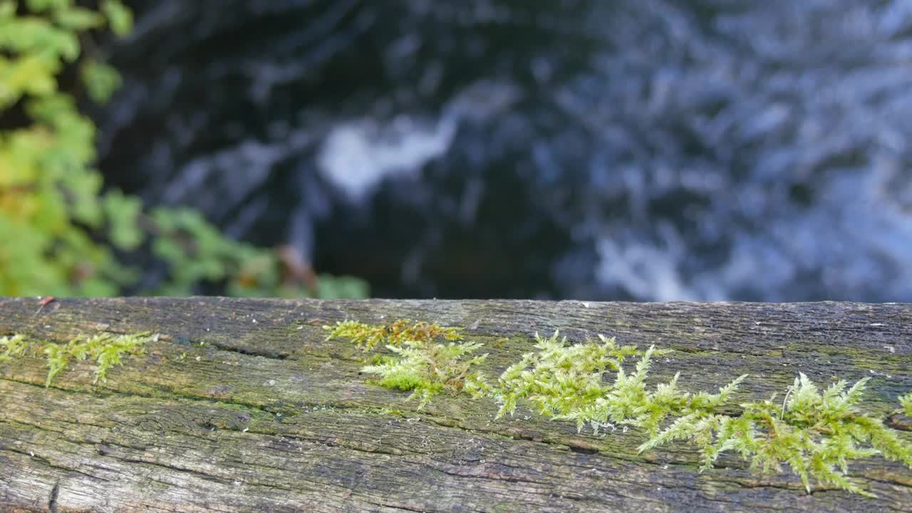 自然场景。一座古老的木桥的扶手，在湍急、潺潺的森林溪流的背景下，植物在桥上发芽视频素材