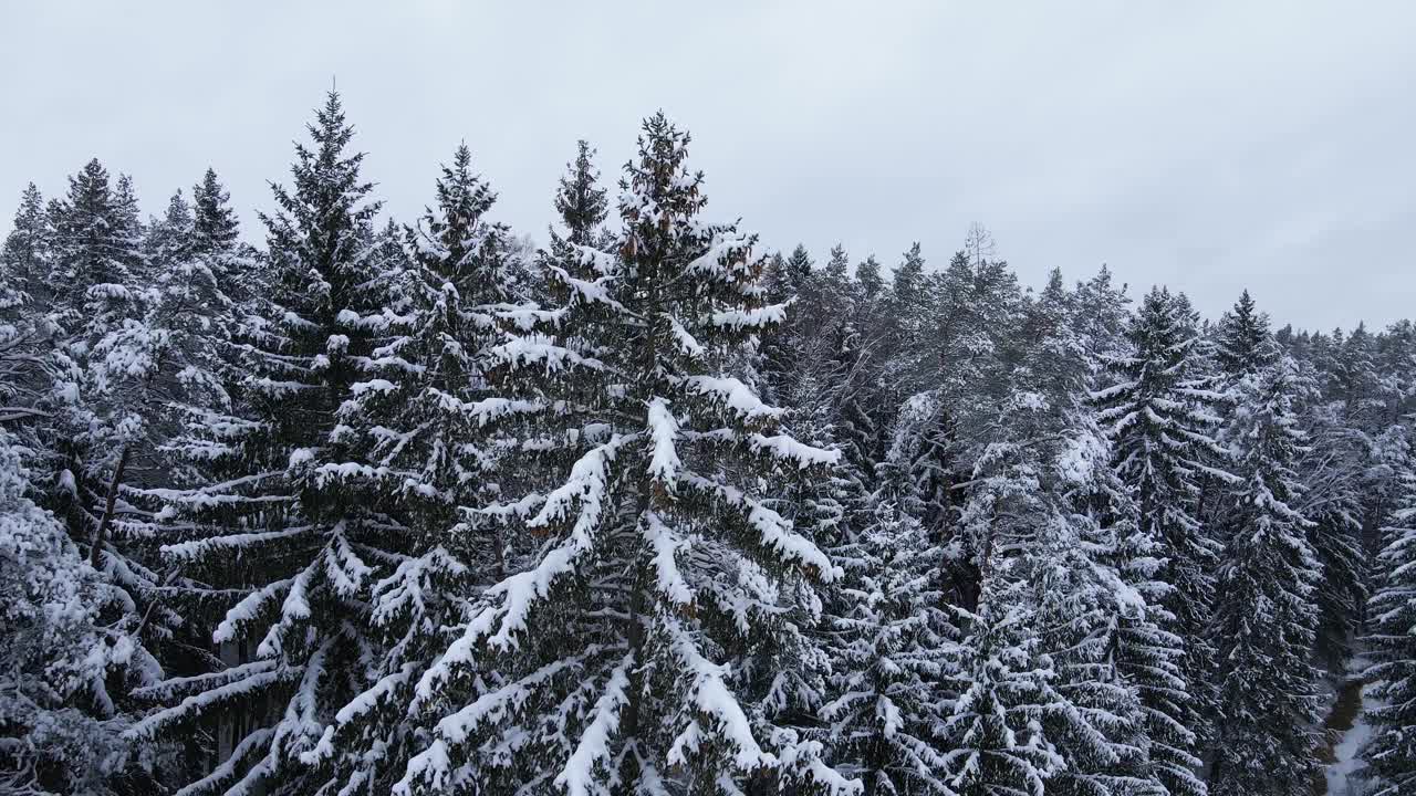 冬季在覆盖着雪的冷杉树上空的空中飞行视频素材