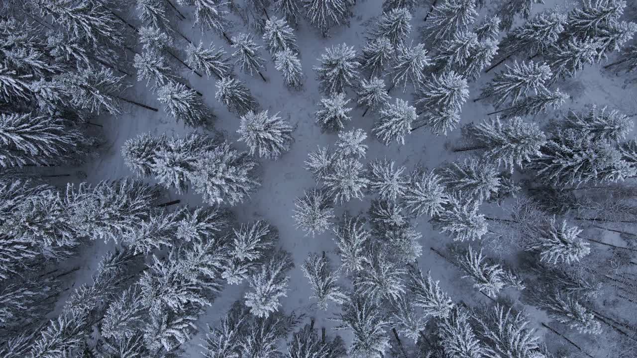 空中俯瞰冷杉树在冬天被雪覆盖视频素材