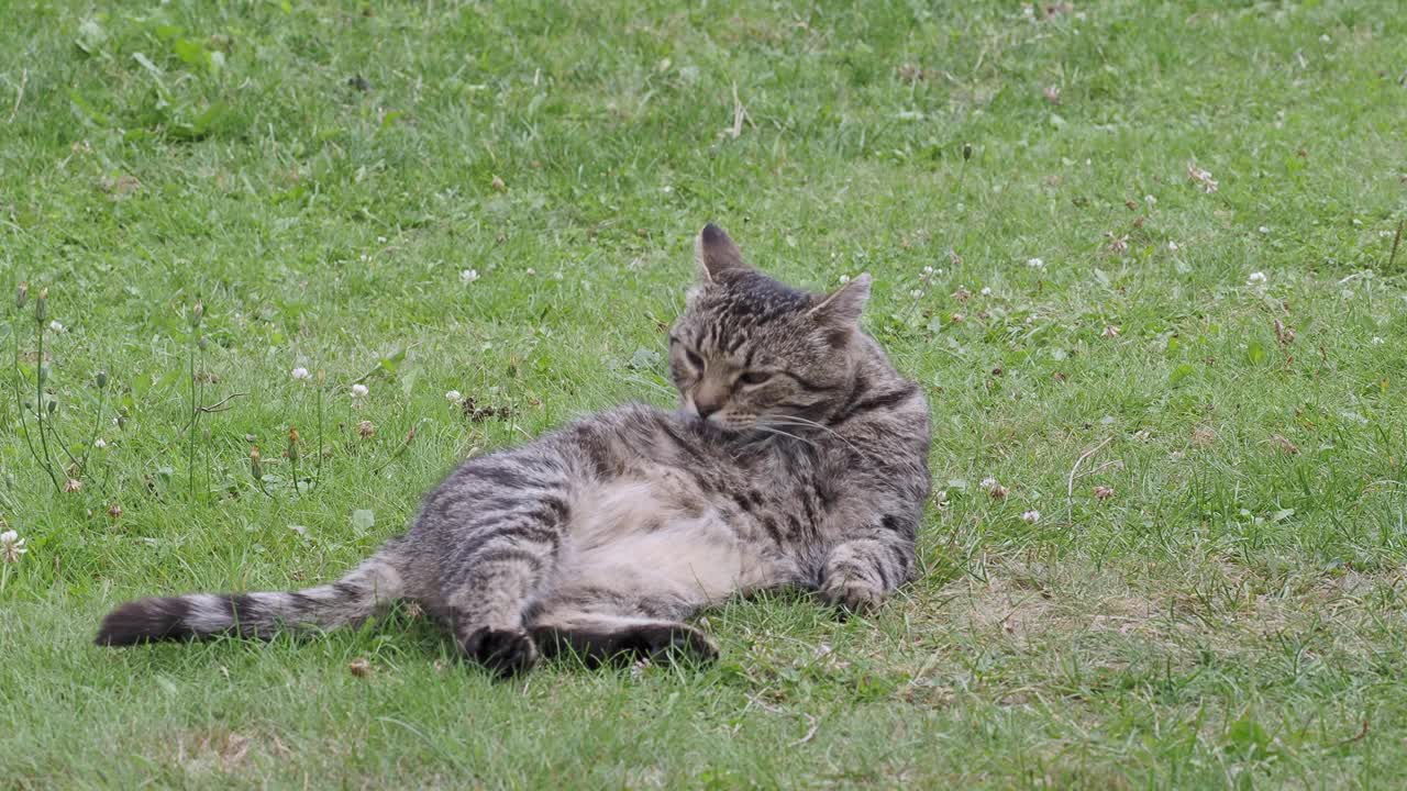 虎斑家猫清理它的皮毛视频素材