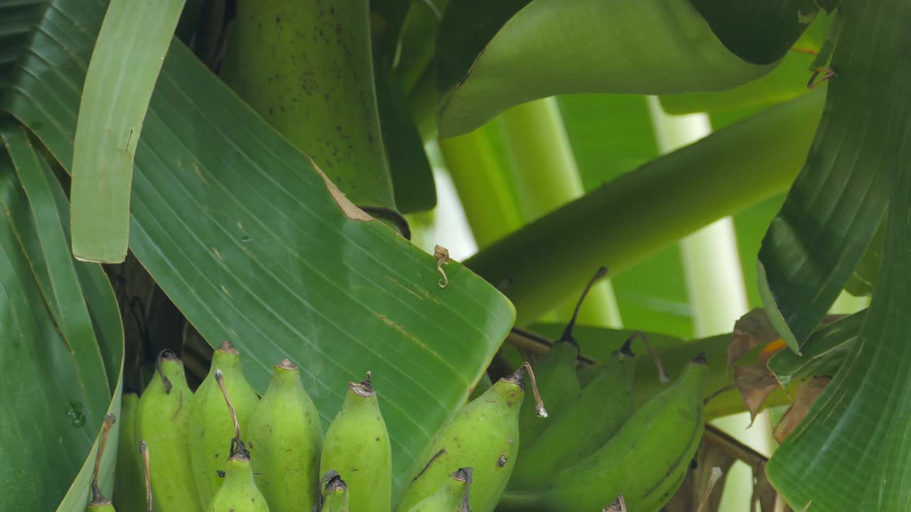 在农园种植香蕉。视频素材