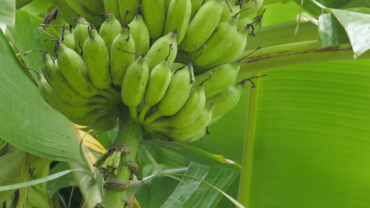 在农园种植香蕉。视频素材