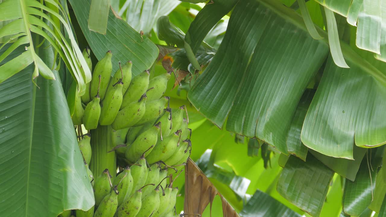 在农园种植香蕉。视频素材