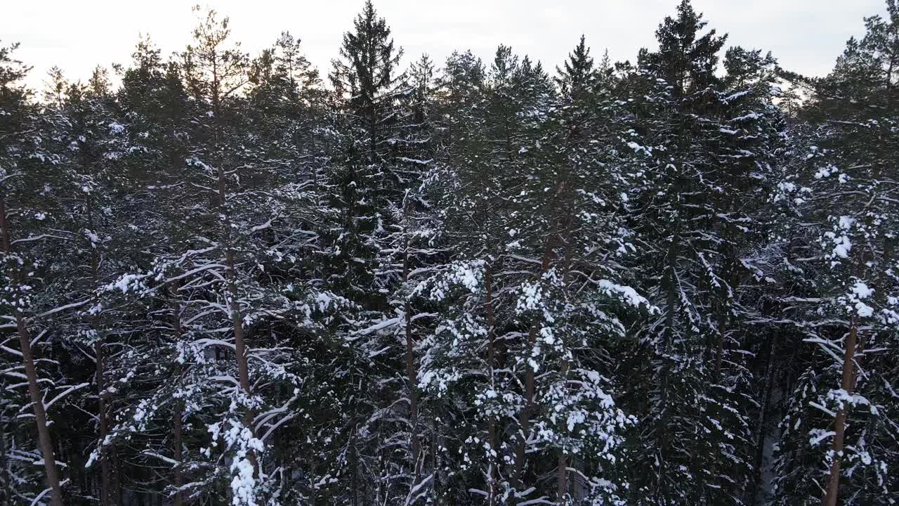 空中拍摄的惊人美丽的森林覆盖在雪视频素材