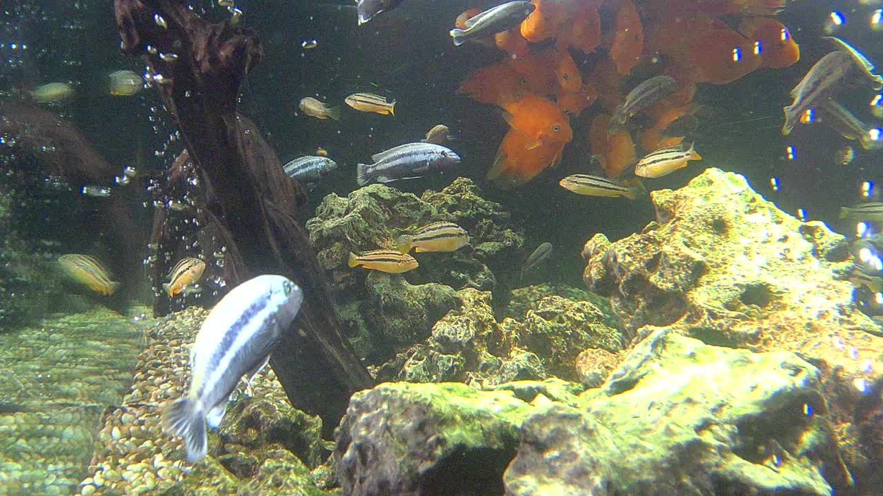 鱼水族馆视频素材