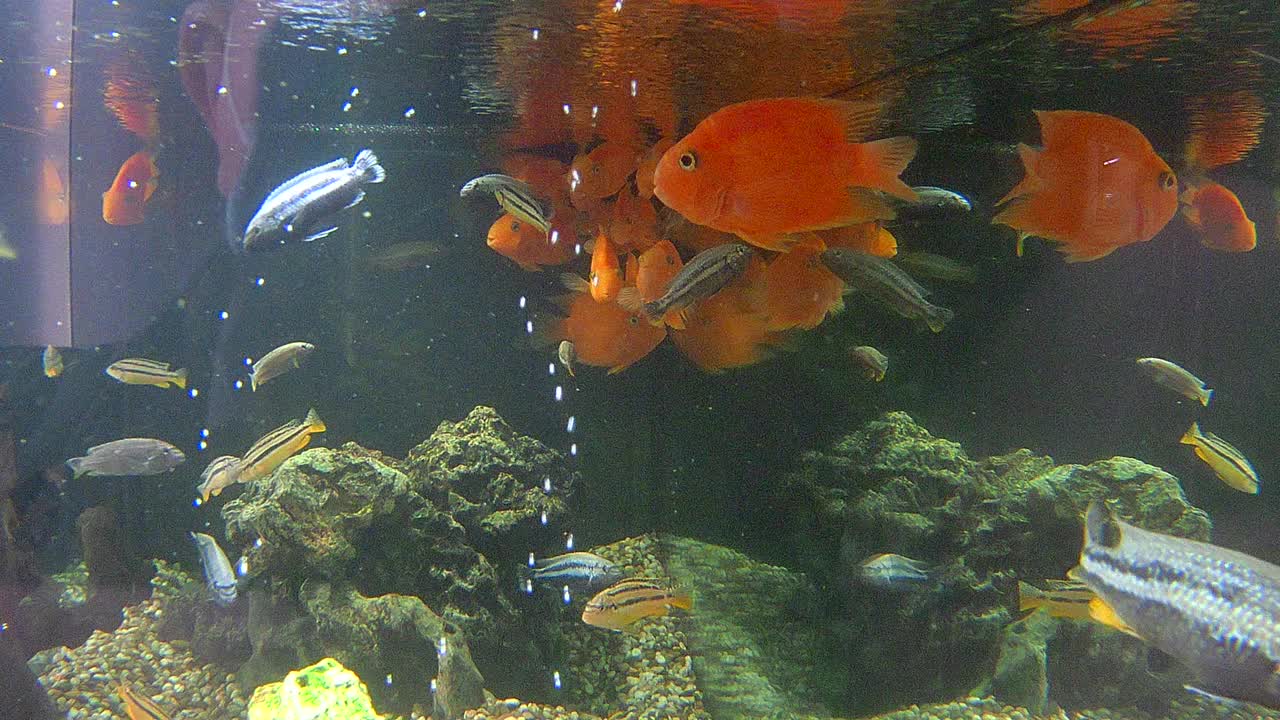 鱼水族馆视频素材