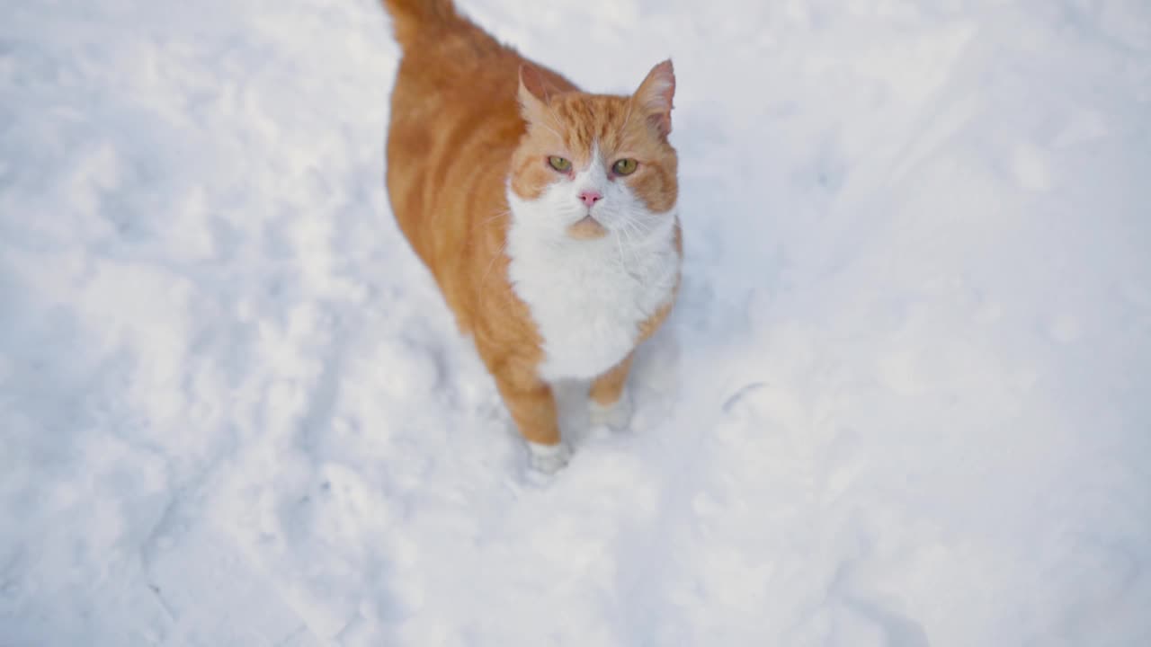 一只漂亮的姜黄色的猫，耳朵被扯坏了，在冬天的雪地里走着视频素材