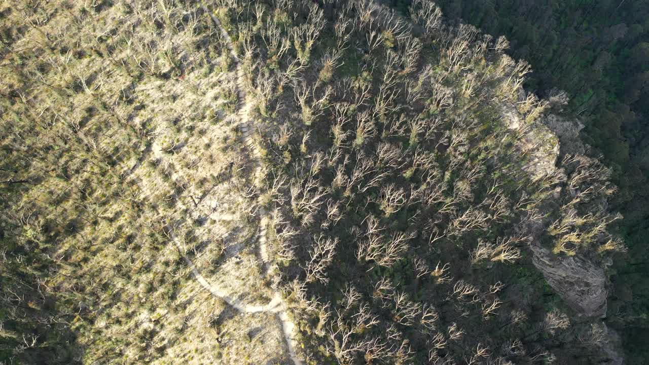 在森林的山地步道，树木的山谷鸟瞰图，澳大利亚视频素材