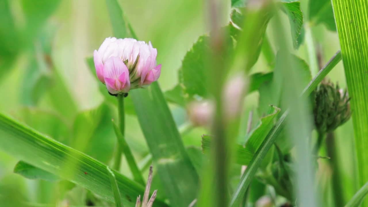 野生动物宏。粉红色的三叶草花生长在绿色的田野特写。自然背景。景观,自然,夏天。视频素材