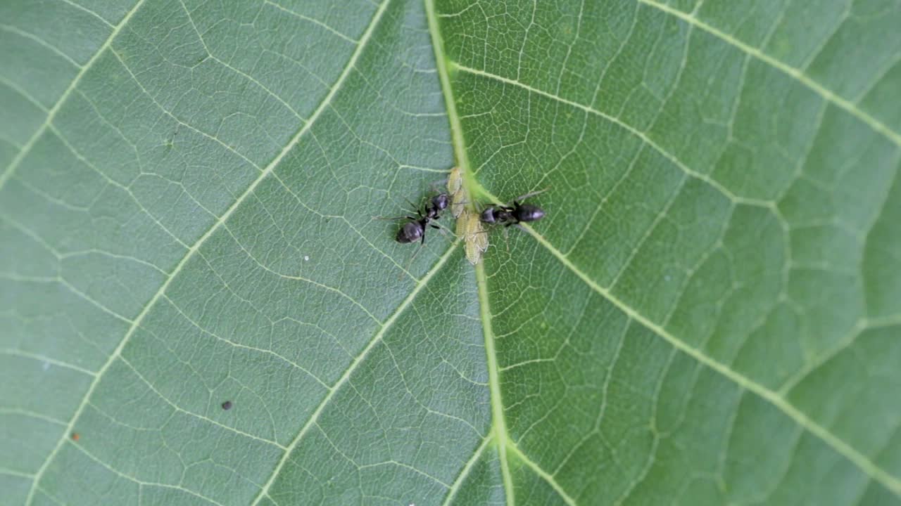 黑蚂蚁在花园里照顾树叶上的幼虫。宏野生动物。小昆虫是农业害虫。视频素材