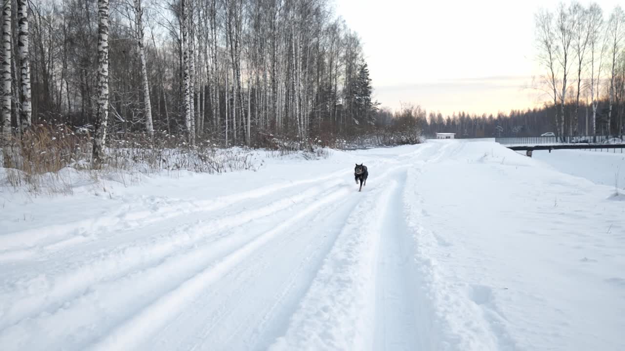 快乐的狗在冬天的雪道上奔跑视频素材