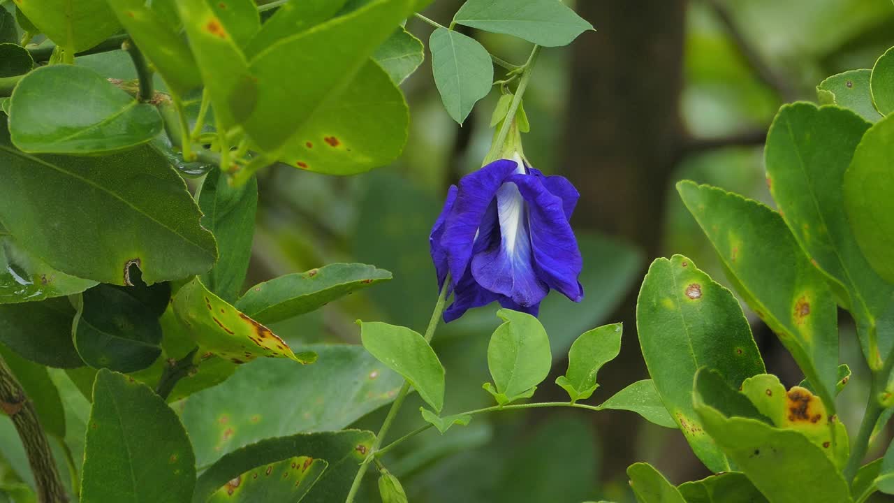 紫蝶豌豆花视频素材