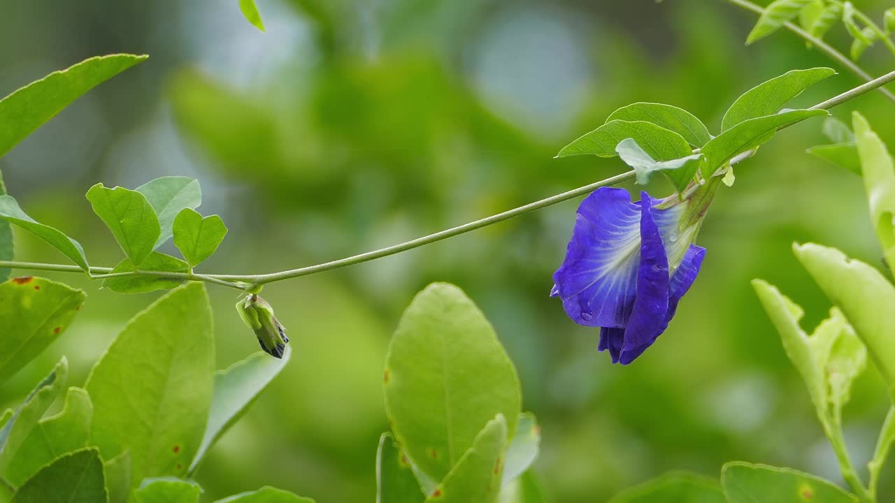 紫蝶豌豆花视频素材