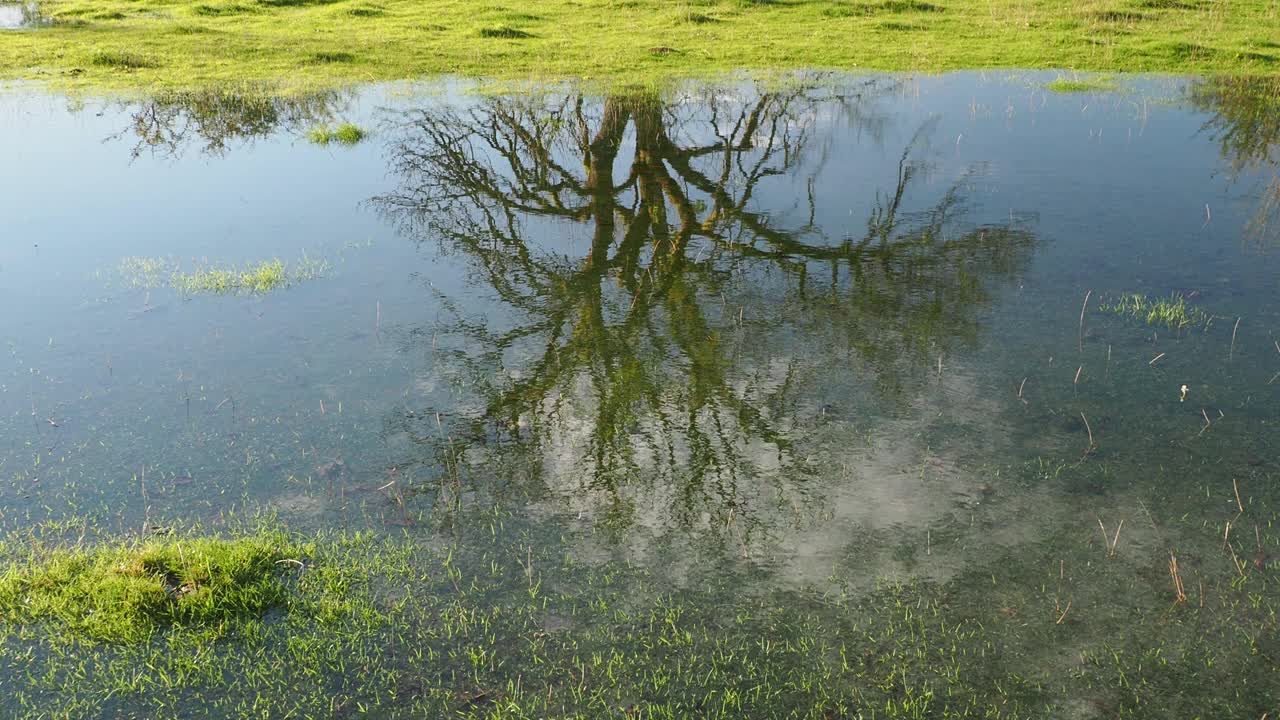 英国湖区安布尔赛德的温德米尔湖，一棵白蜡树倒映在洪水中。视频素材