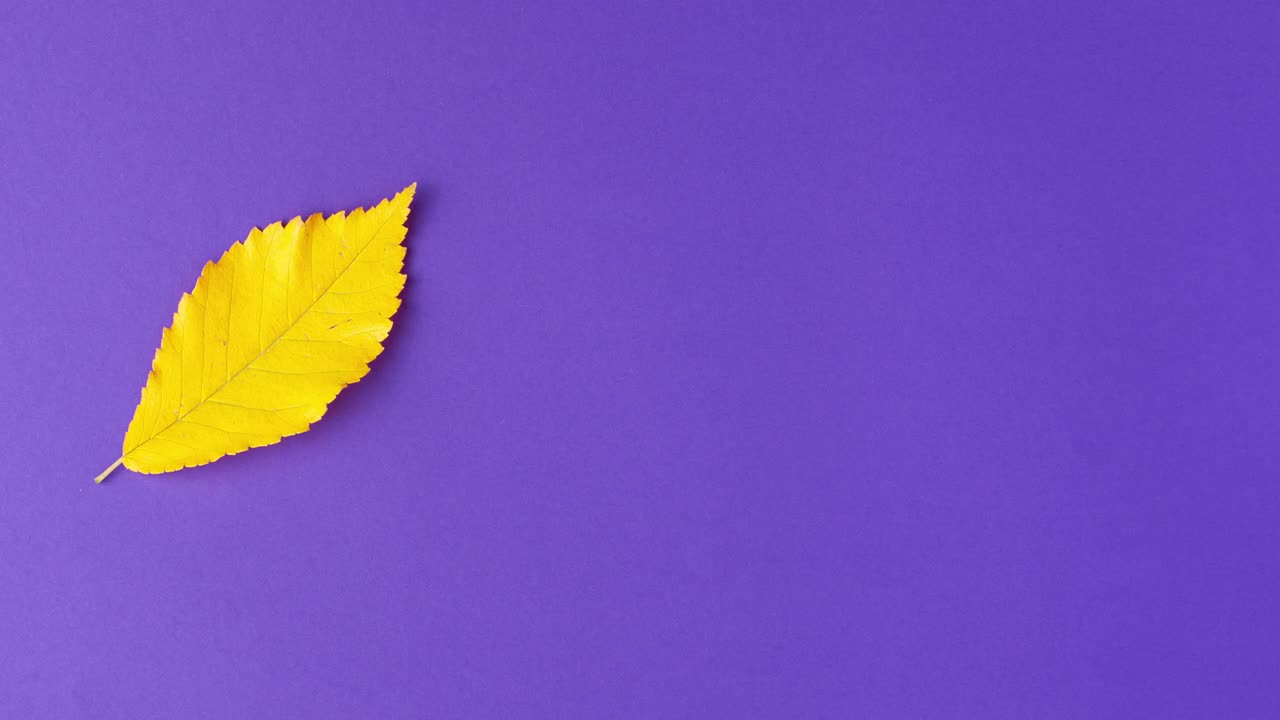 Stop motion animation flat lay of yellow autumn leaf changing their position on purple background on left明亮的叶子秋天秋天假期万圣节概念与复制空间。视频素材