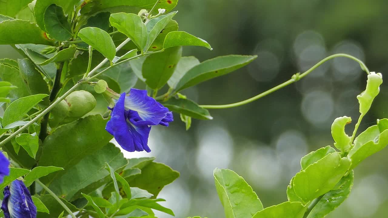 紫蝶豌豆花视频素材