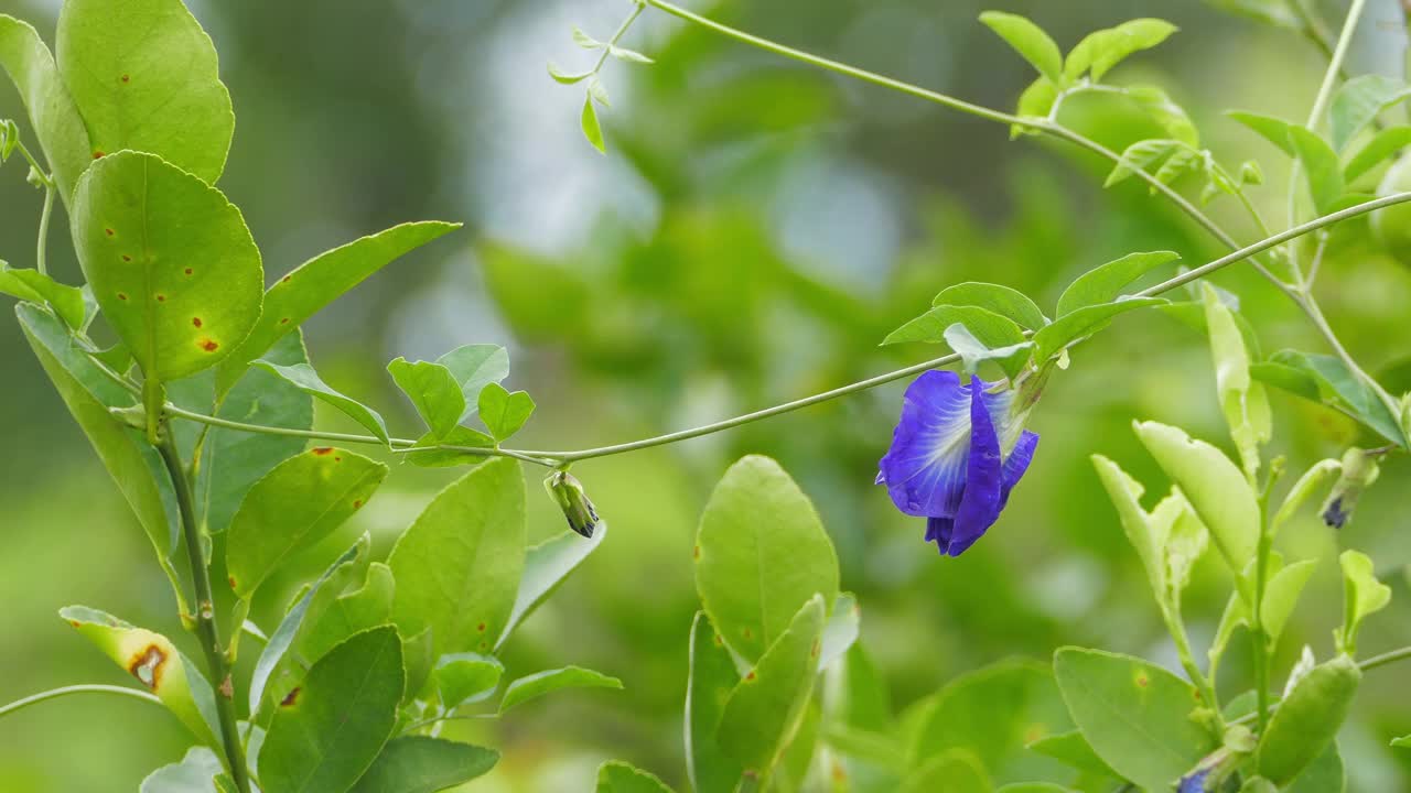 紫蝶豌豆花视频素材