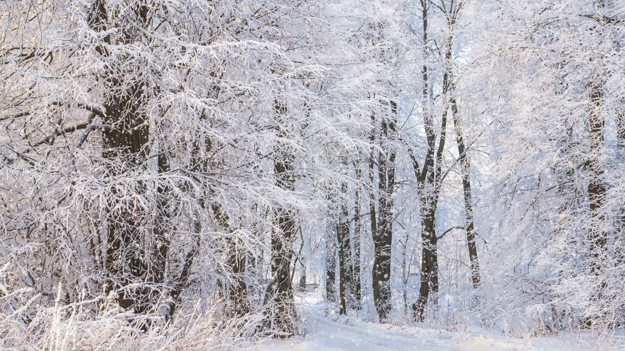 冬天的森林里飘着雪花，圣诞节的早晨飘着轻柔的雪花。冬天的风景。白雪覆盖的树木。视频素材