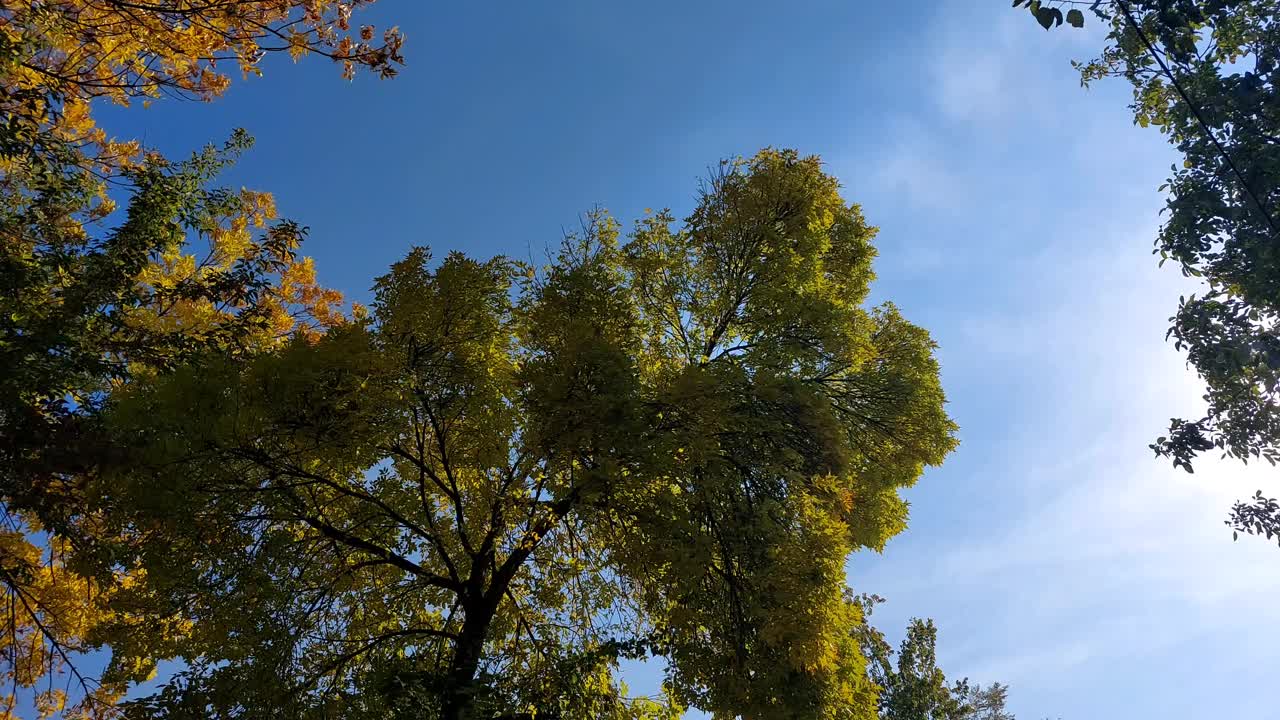 秋叶衬着天空视频素材