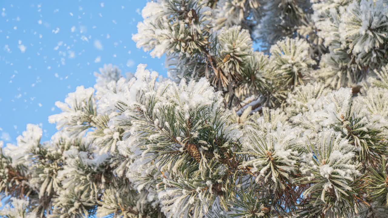 冬天的背景。柔软的降雪。美丽的白雪皑皑的松树树枝在前景中。下雪，冬天，新年的概念，圣诞节，节假日。视频素材