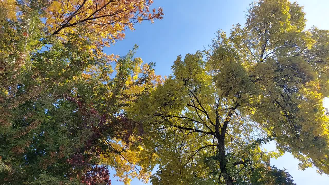 秋叶衬着天空视频素材