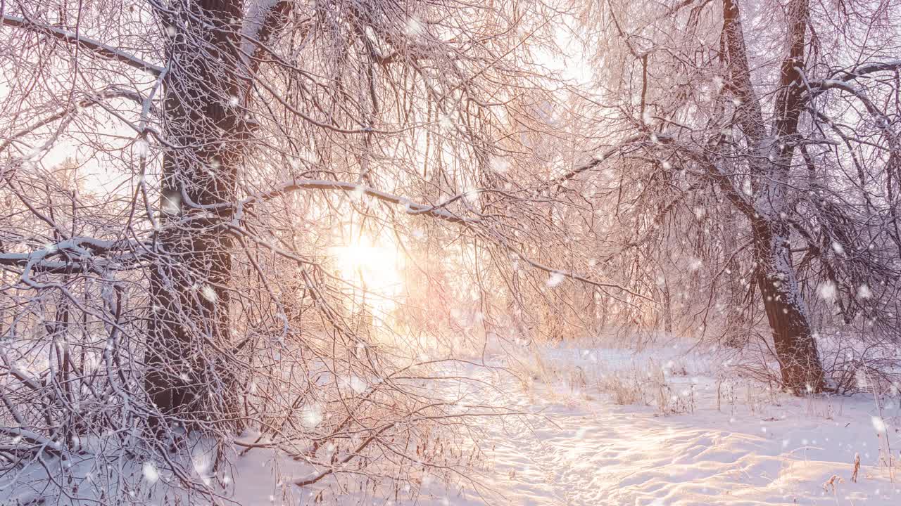 日出时美丽的冬季风景。白雪覆盖的树木。圣诞节的早晨飘着雪花。视频素材