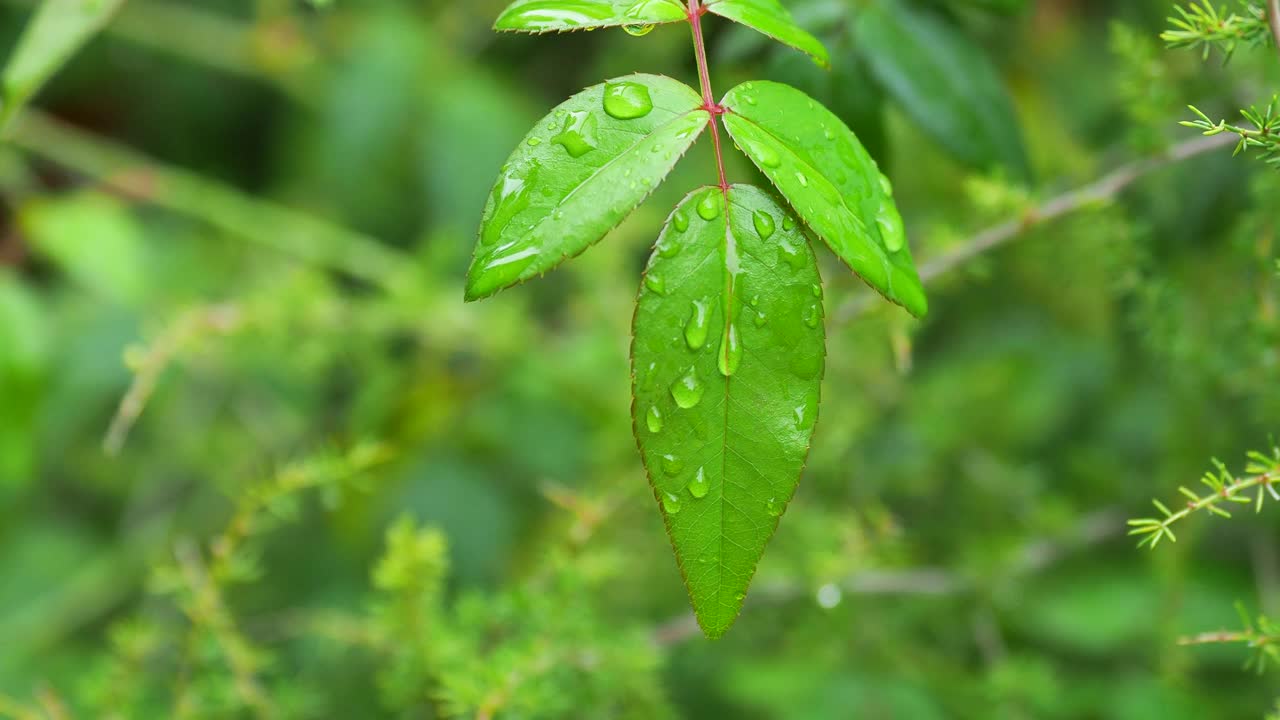 小植物叶子上被风吹动的雨水小滴。视频素材