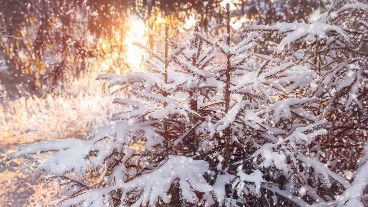 日落时美丽的冬季风景。云杉树枝在雪地里。视频素材