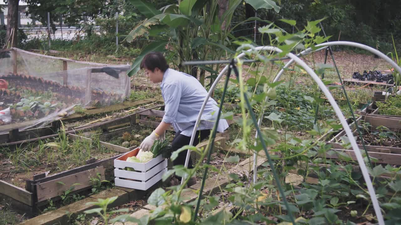 可持续的生活方式亚洲华人中年妇女提着一箱蔬菜在后院花园农场散步视频素材