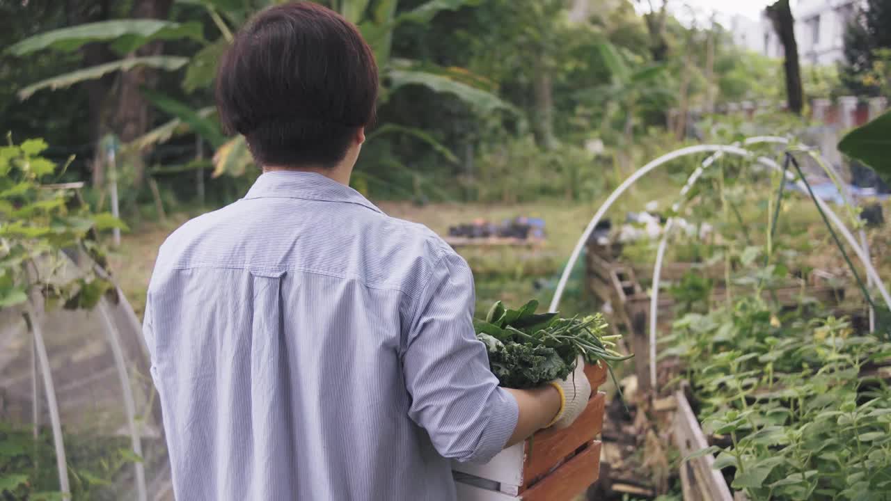 后视图可持续的生活方式亚洲华人中年妇女提着一箱蔬菜走在后院花园农场视频素材