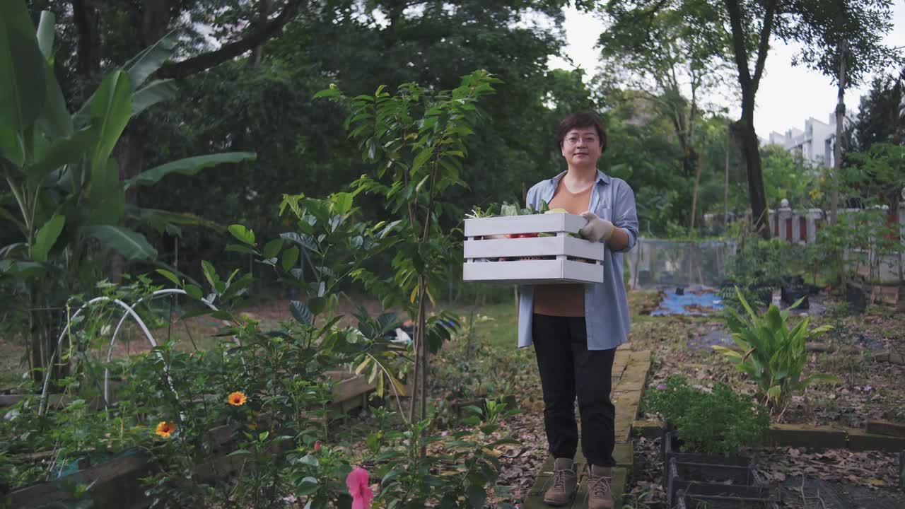 可持续的生活方式肖像自信亚洲华人中年妇女微笑着看着相机，在后院的菜园里提着一箱蔬菜耕种视频素材