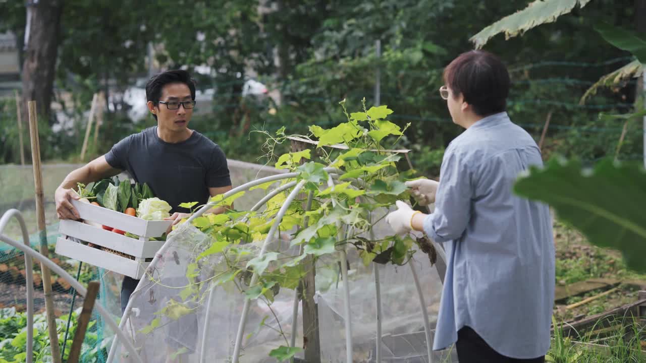 可持续的生活方式亚洲华人中年男子在后院的菜园向他的伴侣展示收获的本地农产品视频素材