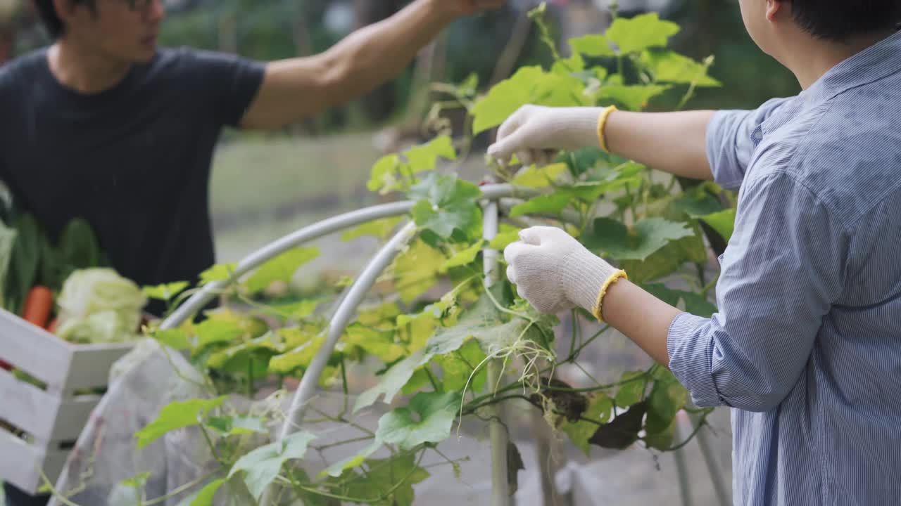 可持续的生活方式亚洲华人中年男子在后院的菜园向他的伴侣展示收获的本地农产品视频素材